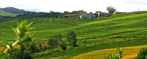 Podere Bignolino di Contardi Cirillo: scopri i prodotti