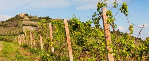 Tenuta Diavoletto: scopri i prodotti