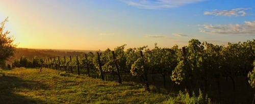 Tenuta La Viola: scopri i prodotti