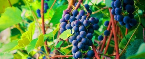 Vigna Villae in Taurasi: scopri i prodotti