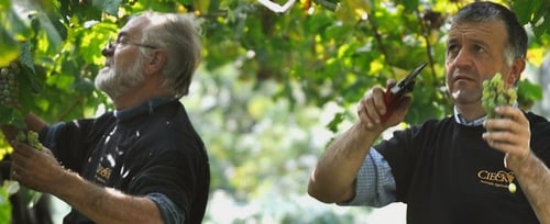 Azienda Agricola Cieck: scopri i prodotti