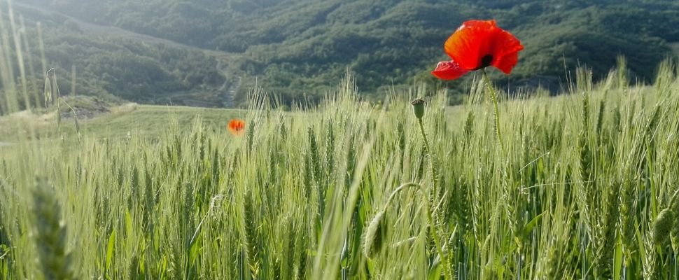 Poderi di Pietramogolana: scopri i prodotti