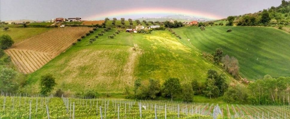 Vini La Quercia: scopri i prodotti