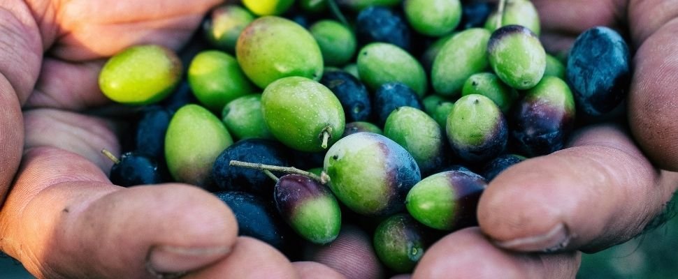 Olio Vigliotti: scopri i prodotti