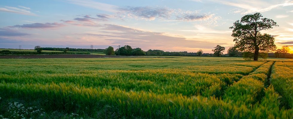 Azienda Agricola Buscaroli: scopri i prodotti