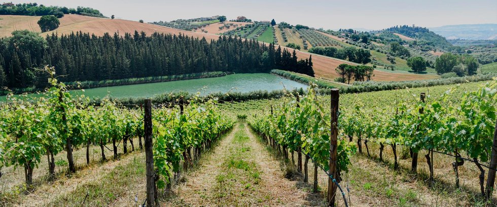 Fattoria Nicodemi: scopri i prodotti