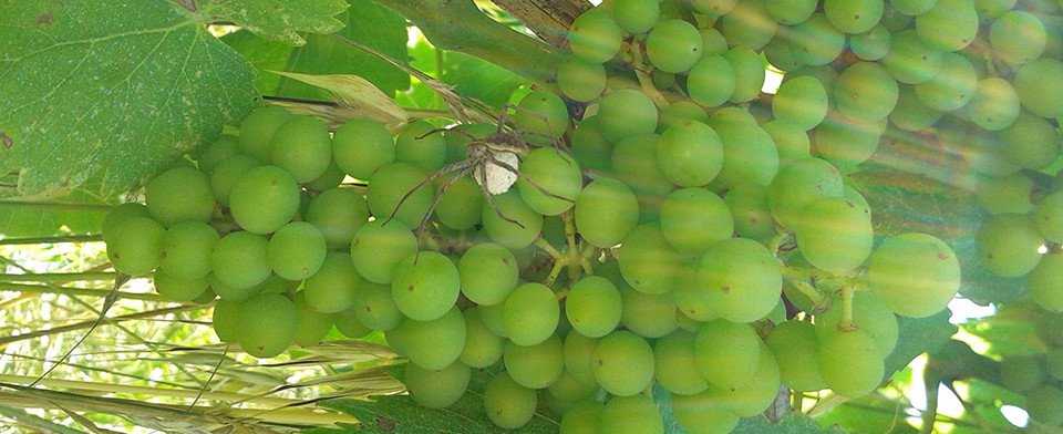 Tenuta Maraveja: scopri i prodotti