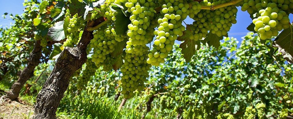 Azienda Agricola Borgo Maragliano: scopri i prodotti