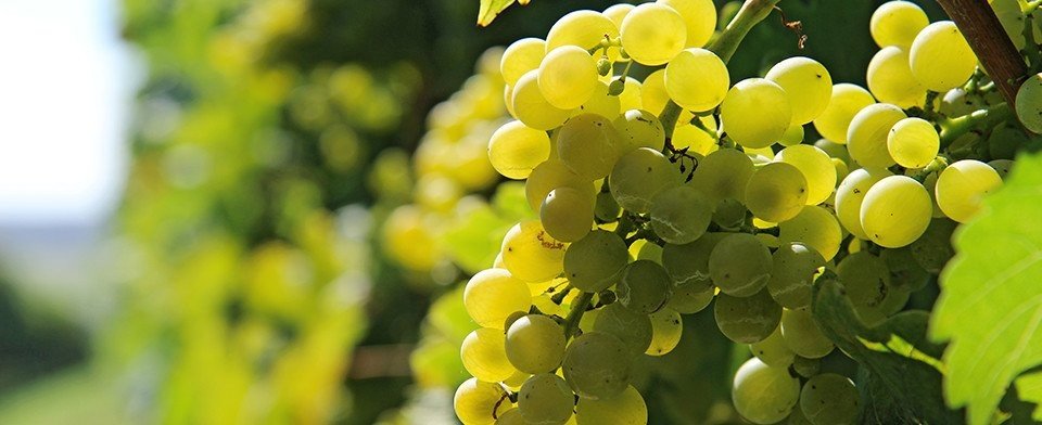 Azienda Agricola Fattori: scopri i prodotti