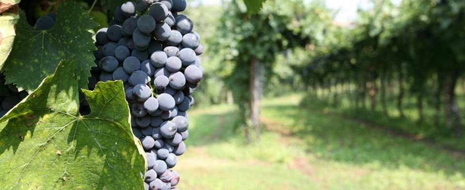 Azienda Agricola Gorgo: scopri i prodotti