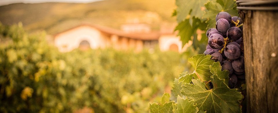 Azienda Agricola I Campi: scopri i prodotti