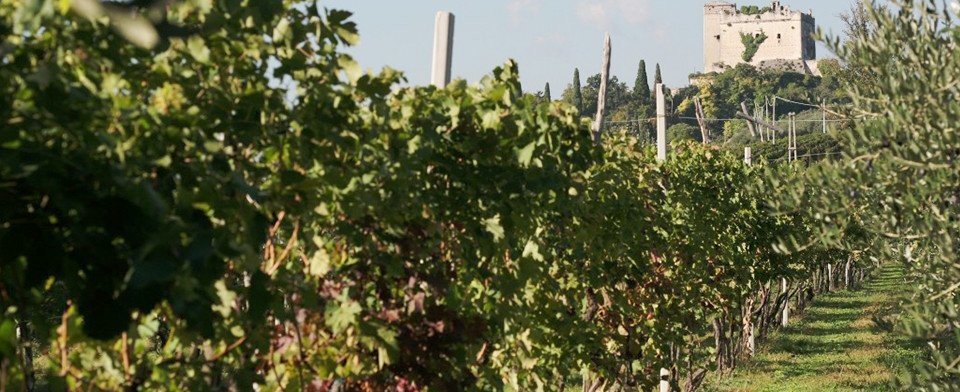 Azienda Agricola Marco Mosconi: scopri i prodotti
