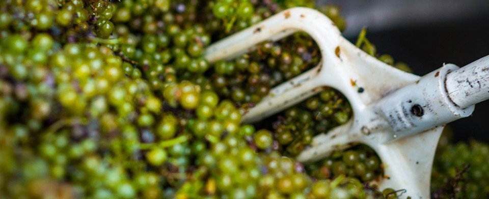 Azienda Agricola Pratello: scopri i prodotti