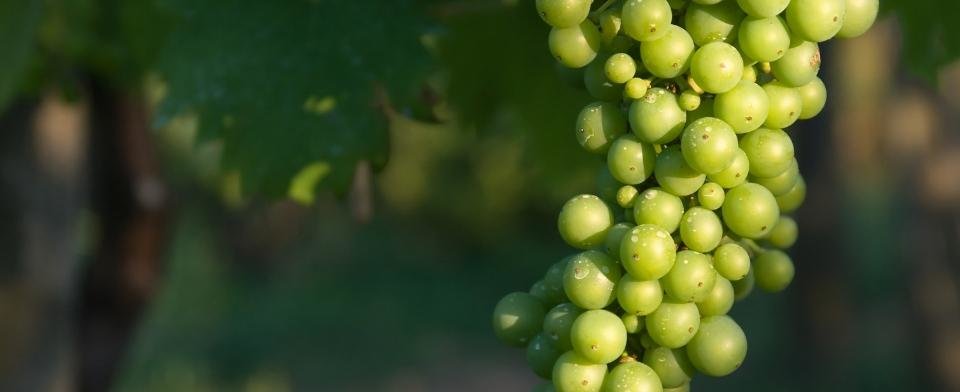 Cantine Russolo: scopri i prodotti
