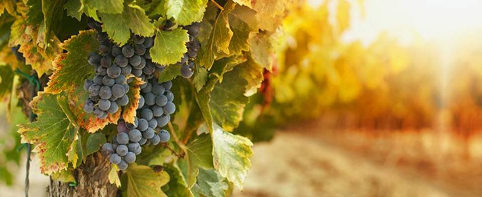 Casa Vinicola Sartori Spa: scopri i prodotti