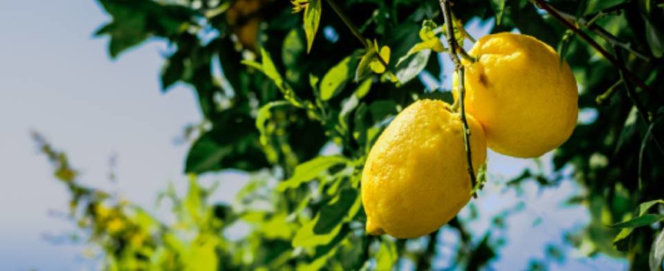 Il Gusto della Costa: scopri i prodotti