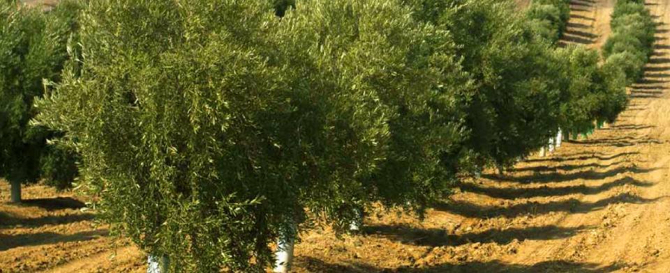 Podere San Sebastiano: scopri i prodotti