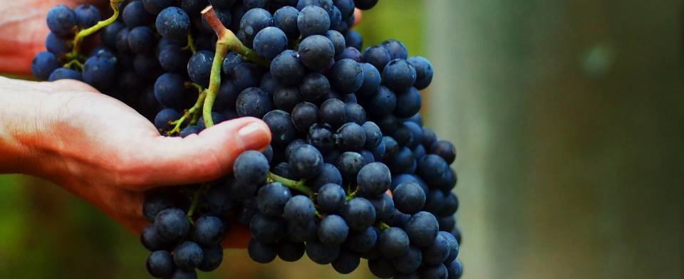 Tenuta L'Impostino: scopri i prodotti