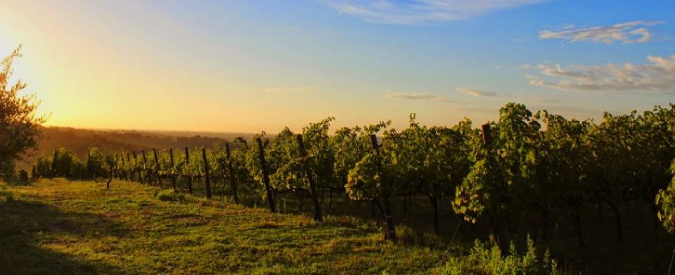 Tenuta La Viola: scopri i prodotti
